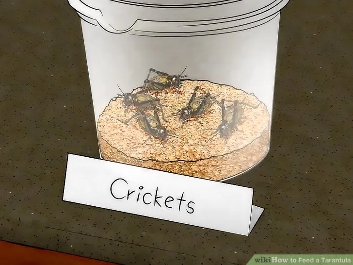 15074 water dish for tarantula