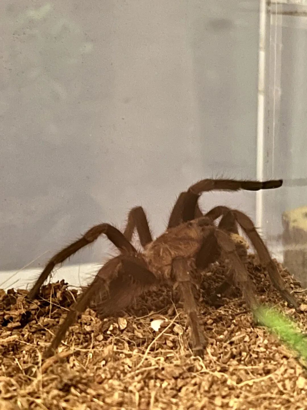 15075 roatan purple tarantula close up