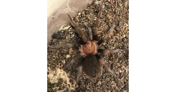 /img/15075-roatan-purple-tarantula-colors.webp