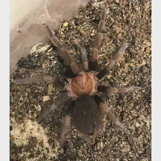 /img/15075-roatan-purple-tarantula-colors.webp