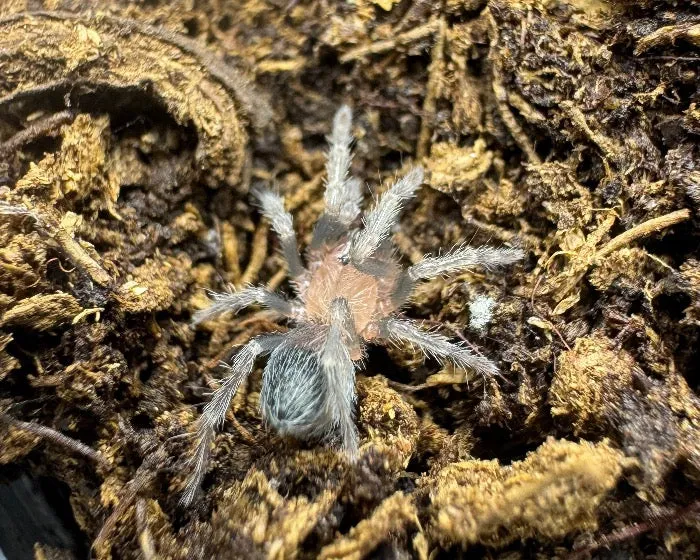 15075 roatan purple tarantula defensive