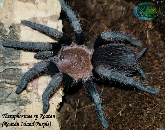 15075 roatan purple tarantula feeding