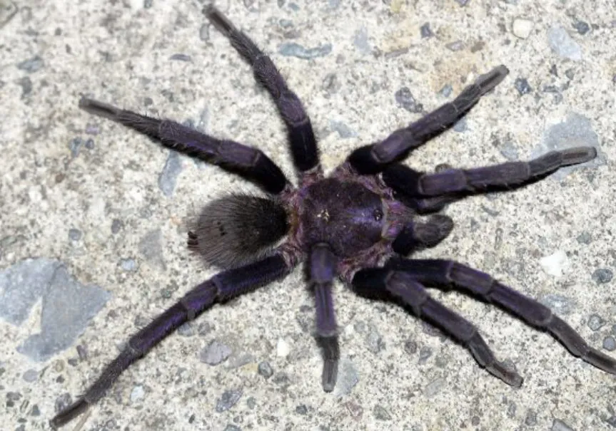 15075 roatan purple tarantula size