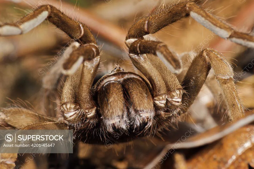 /img/15076-popular-tarantula-species.webp