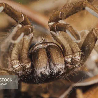 /img/15076-popular-tarantula-species.webp