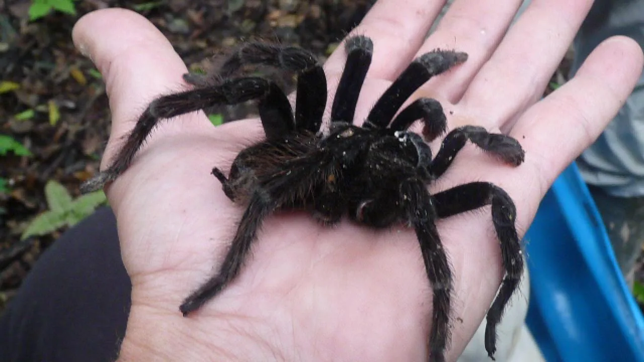 15076 tarantula bite safety