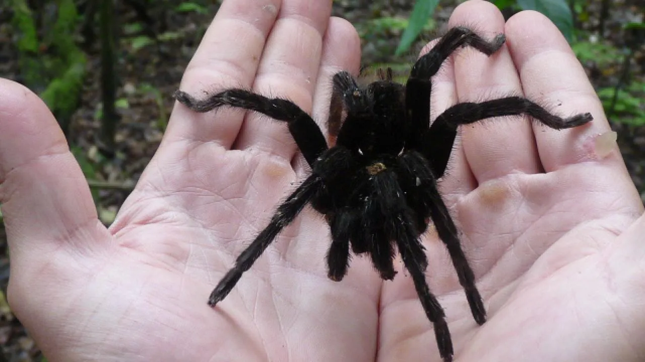 15076 tarantula color variations