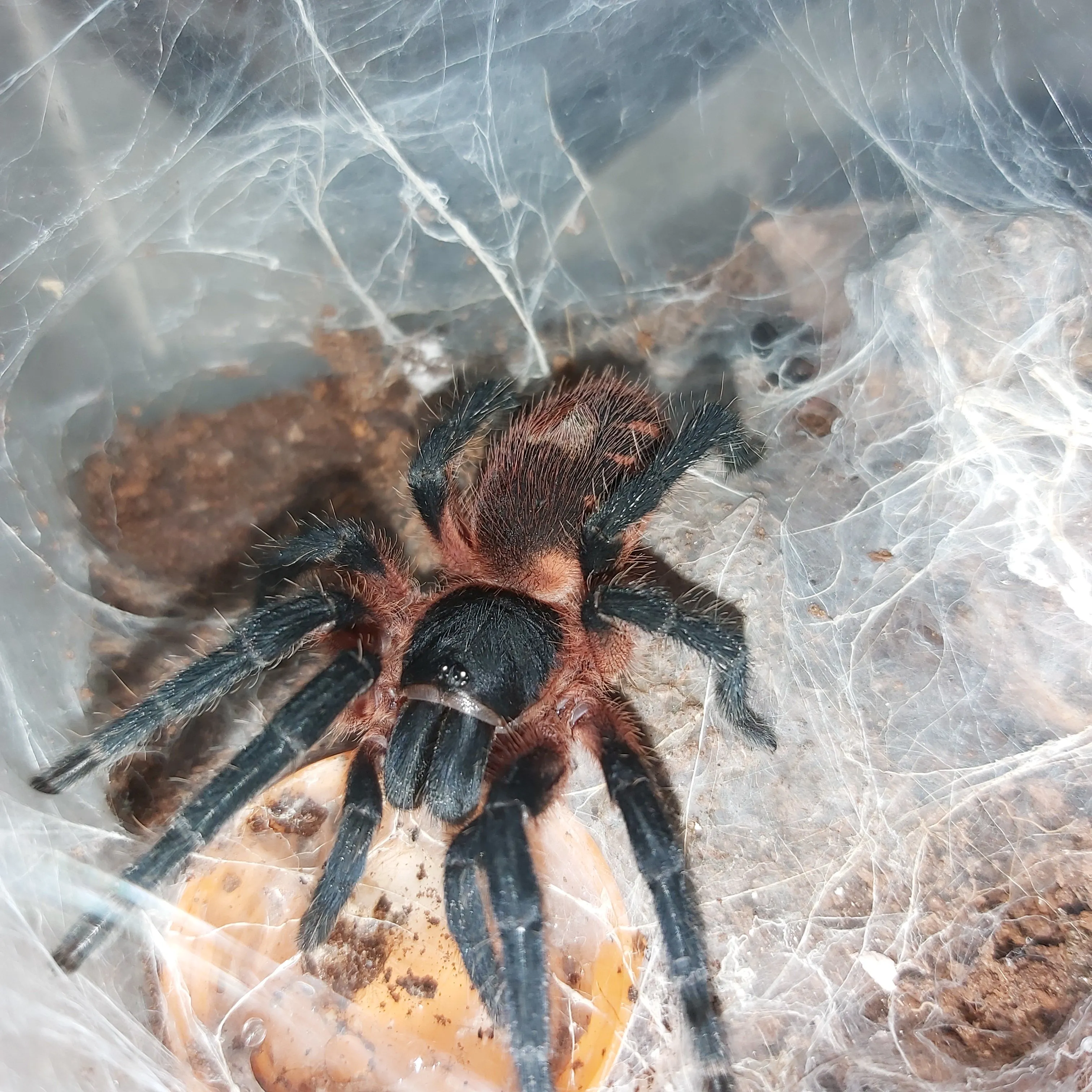 15076 tarantula habitat