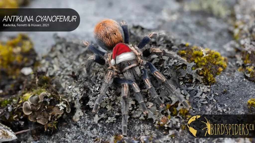 15076 tarantula molting process