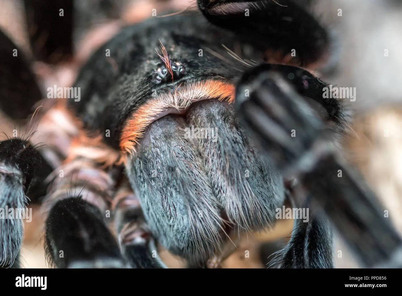 15076 tarantula size comparison