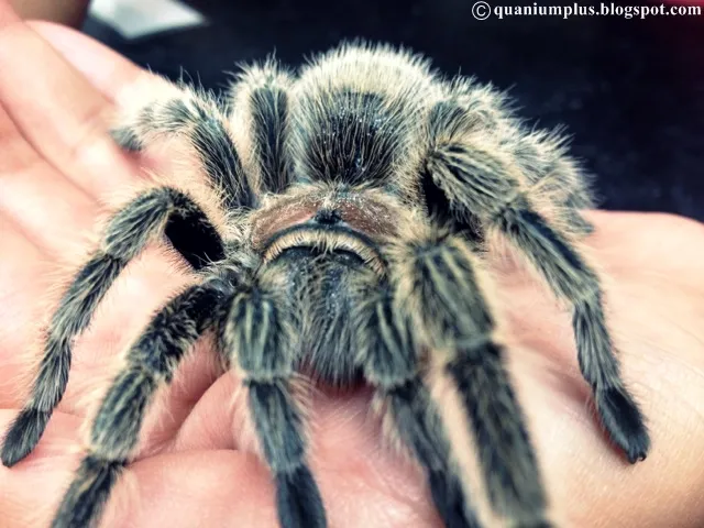 15076 theraphosidae tarantula overview