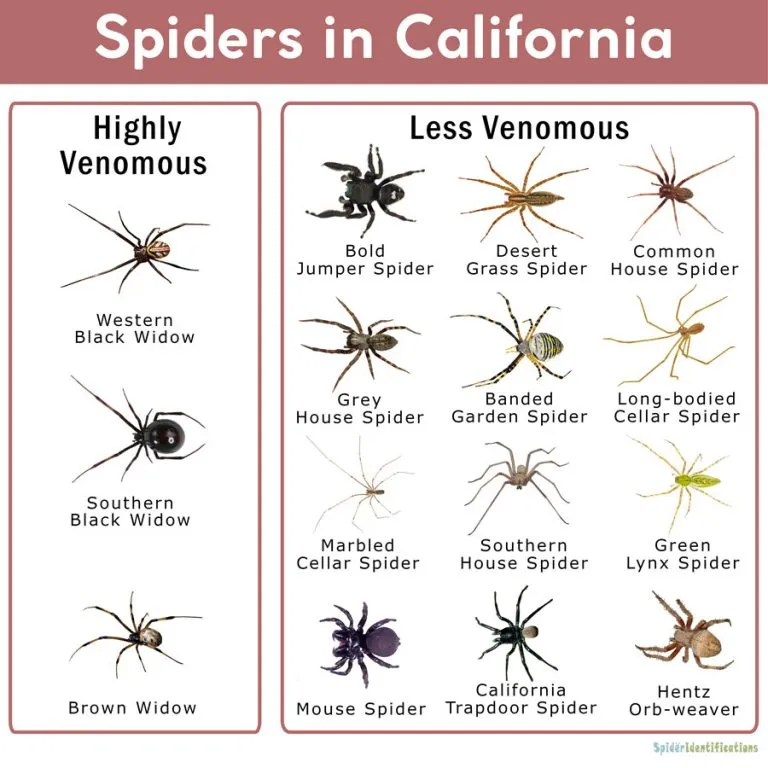 /img/15077-california-tarantula-conservation.webp