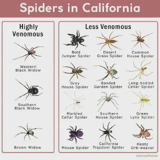 /img/15077-california-tarantula-conservation.webp