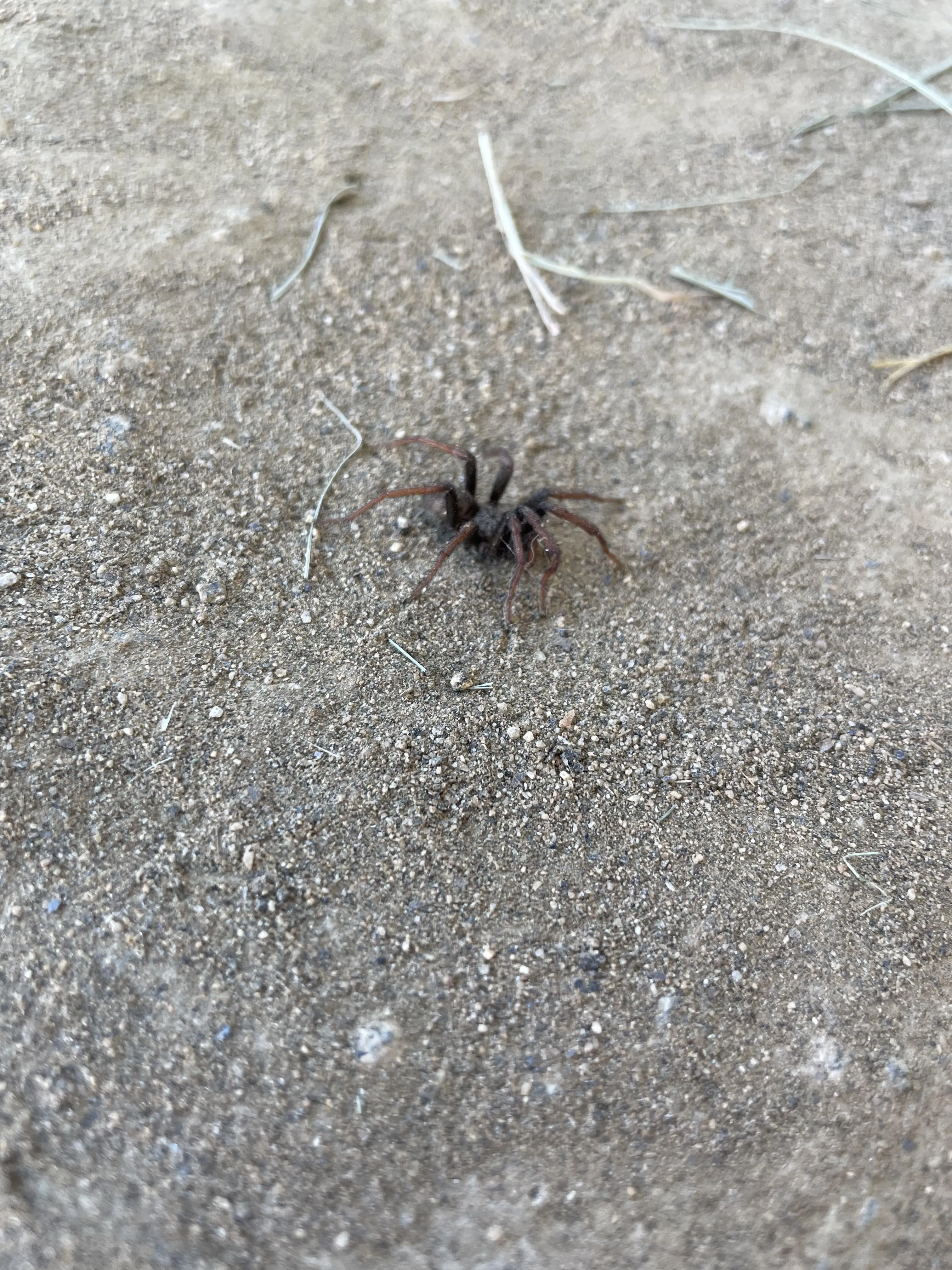 15077 california tarantula habitat