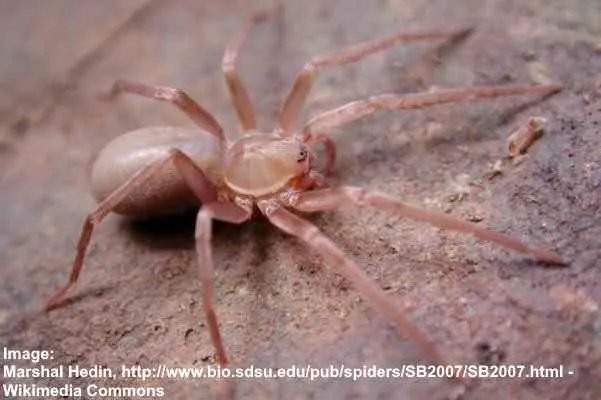 15077 california tarantula molting