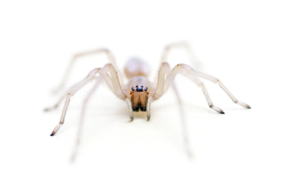 15077 tarantula hunting