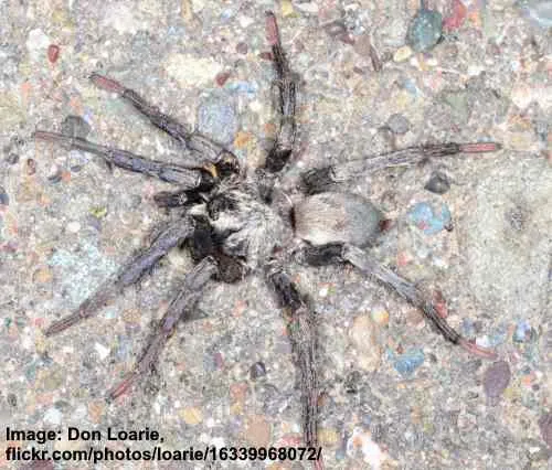 15077 tarantula mating ritual