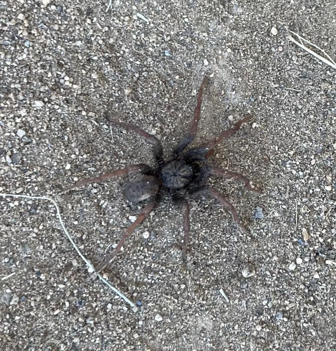 15077 tarantula spider appearance