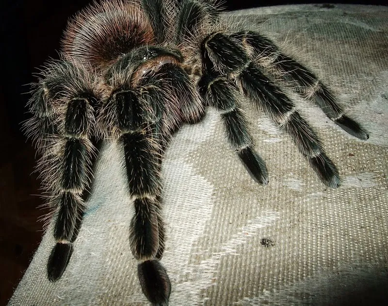 15079 brazilian fire red tarantula choosing