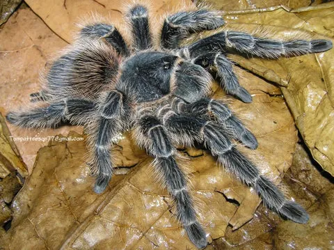 15079 brazilian fire red tarantula feeding