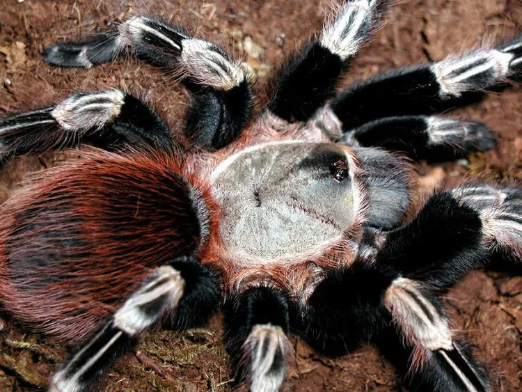 15079 brazilian fire red tarantula habitat