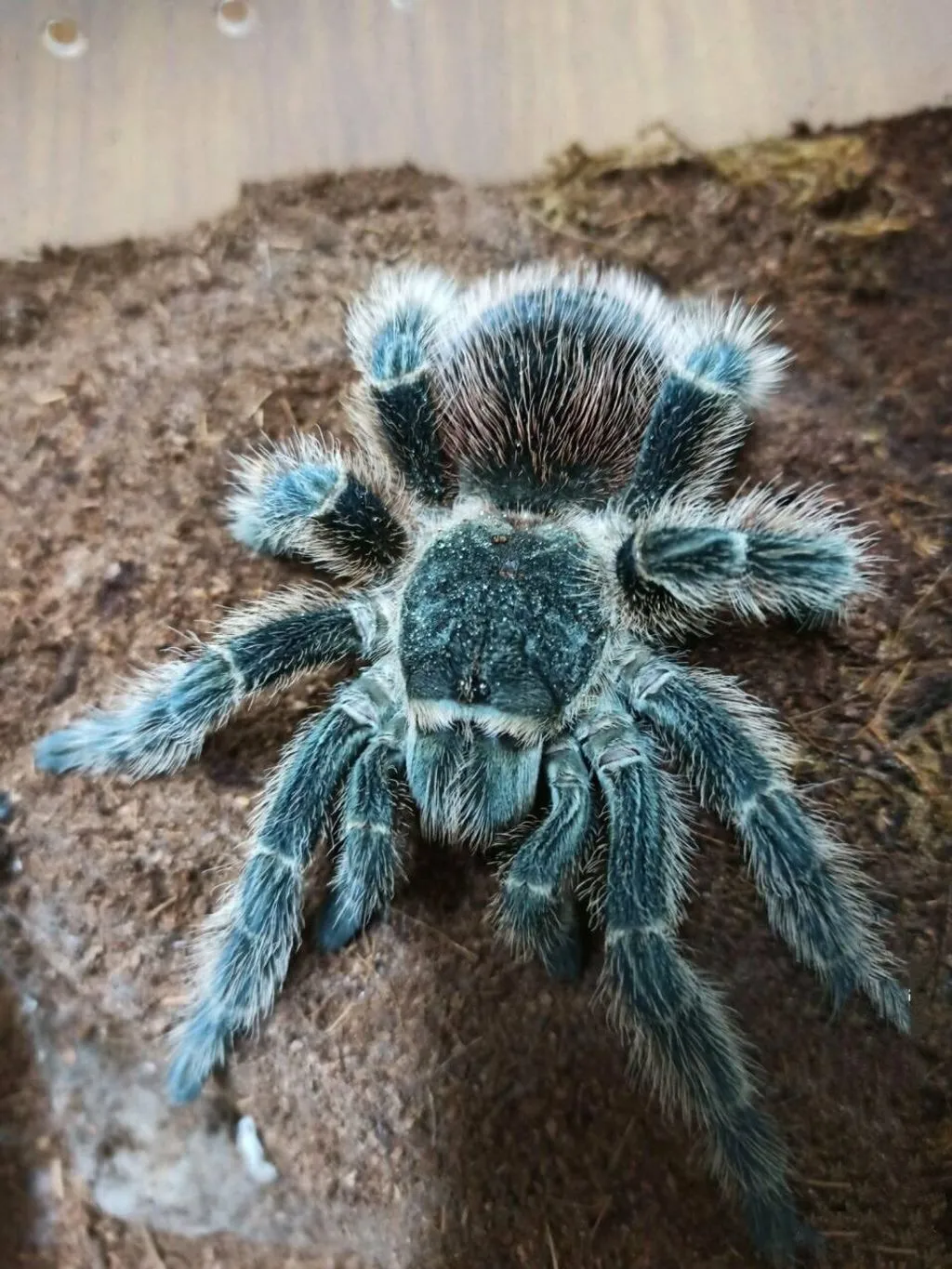 15079 brazilian fire red tarantula handling