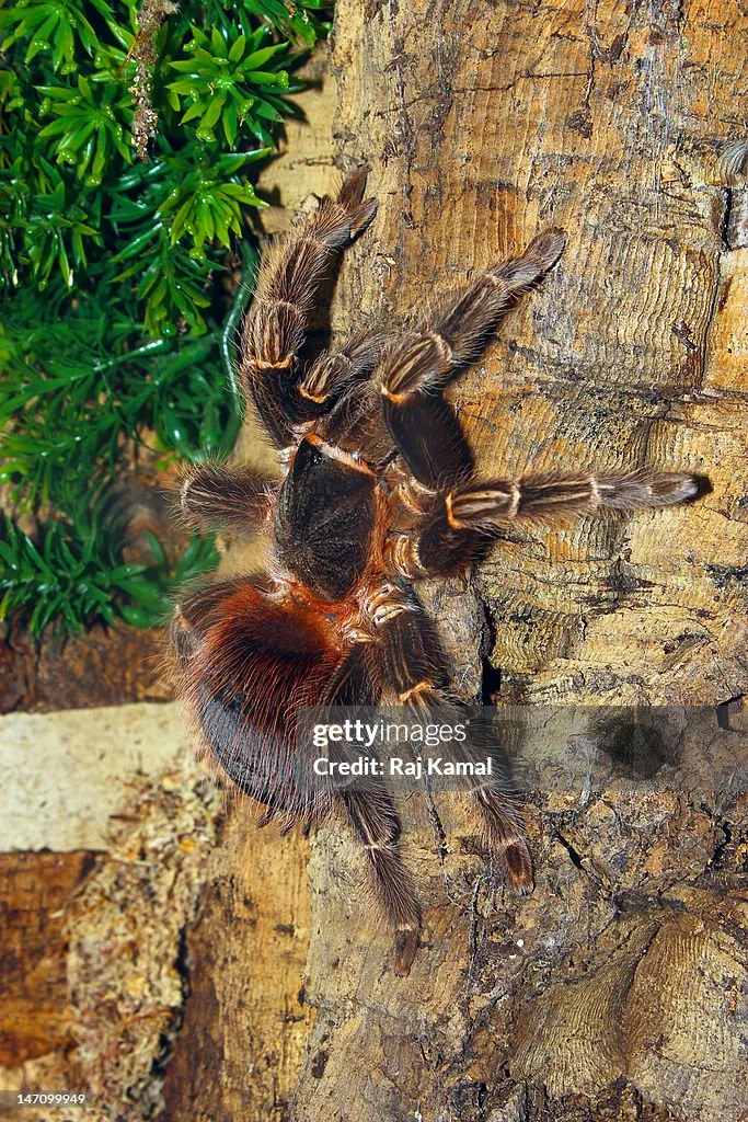 /img/15079-brazilian-fire-red-tarantula-health.webp