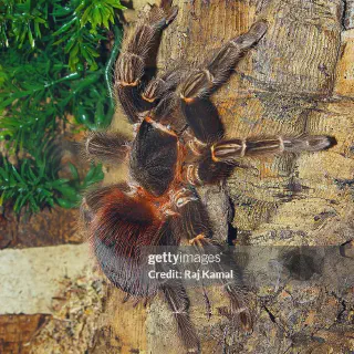 /img/15079-brazilian-fire-red-tarantula-health.webp