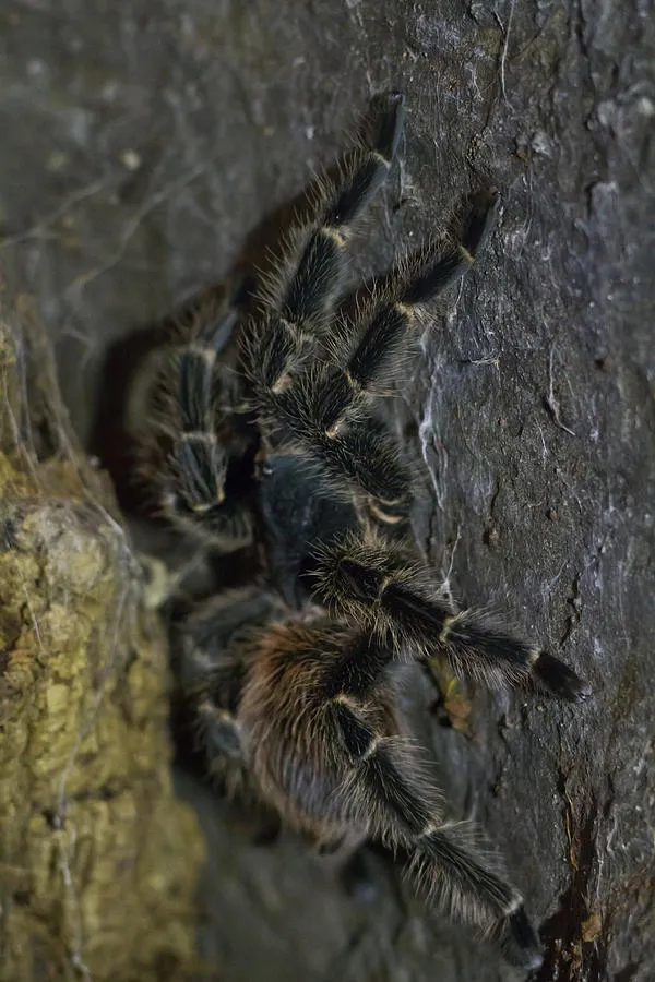 15079 brazilian fire red tarantula molting