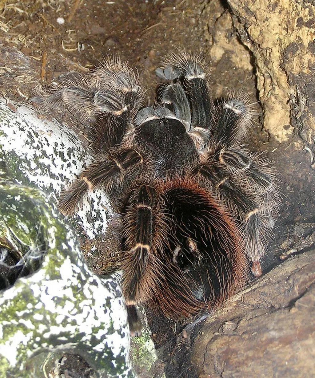 15079 brazilian fire red tarantula water
