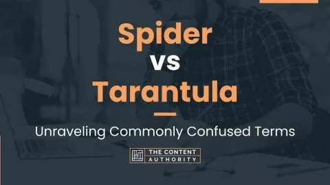 15080 tarantula vs ptasznik image1