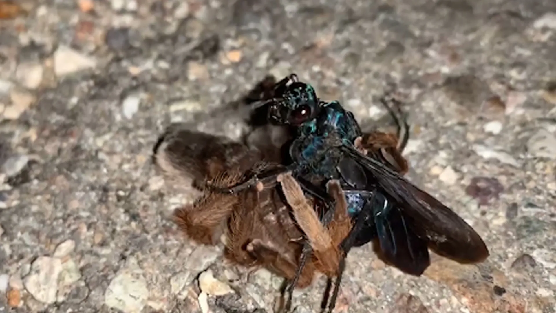 15080 tarantula vs ptasznik image2
