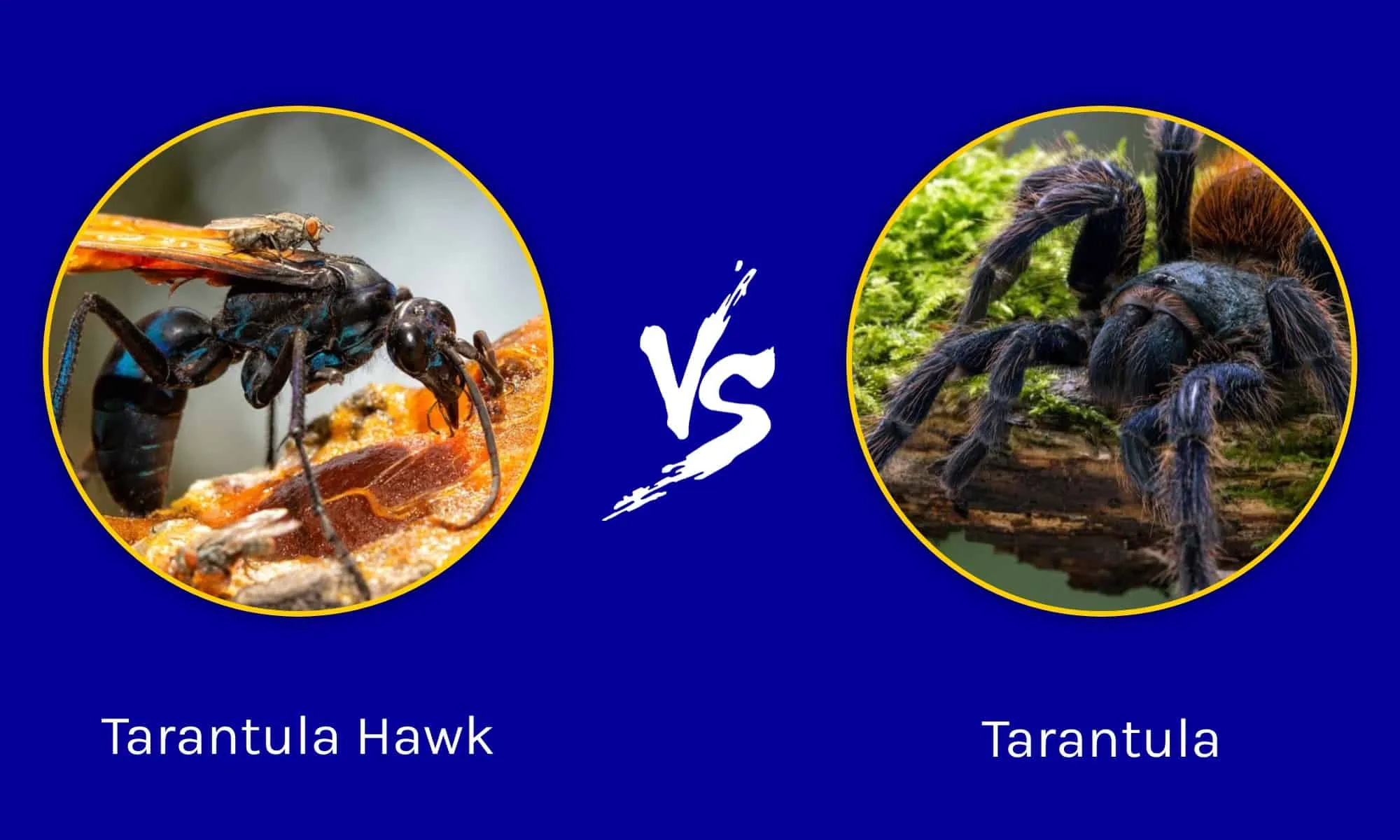 15080 tarantula vs ptasznik image3