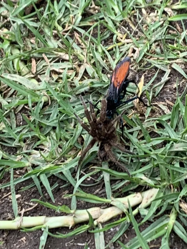 15080 tarantula vs ptasznik image4