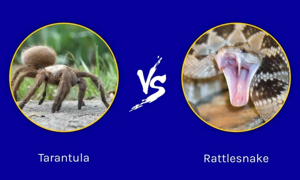 /img/15080-tarantula-vs-ptasznik-image6.webp