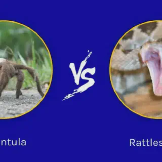 /img/15080-tarantula-vs-ptasznik-image6.webp