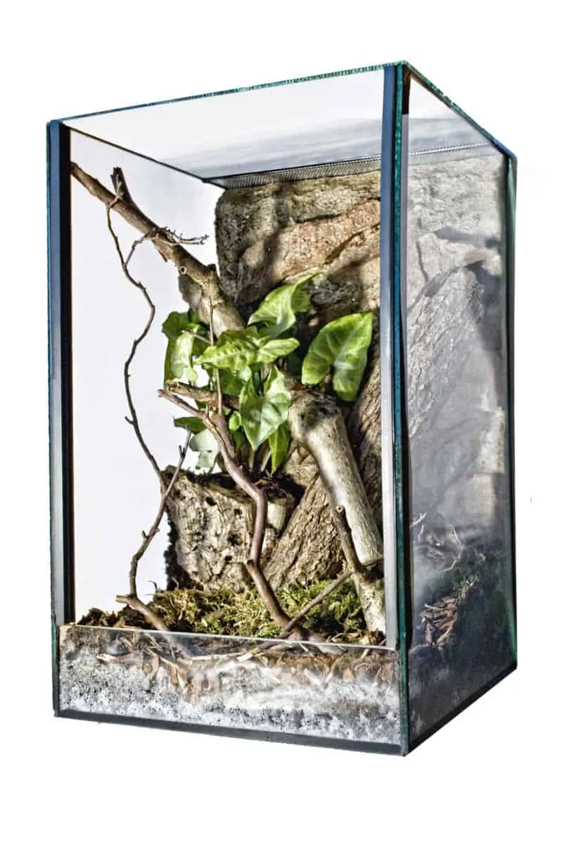 15081 tarantula enclosure 1