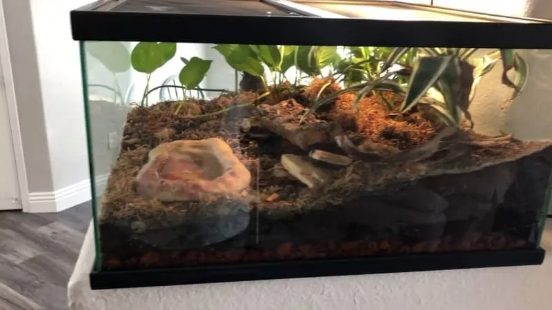 15081 tarantula enclosure ventilation