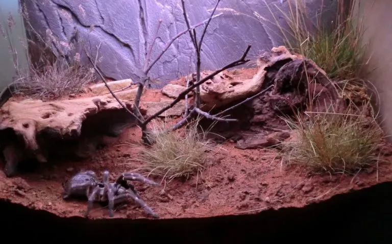 15081 tarantula size requirements