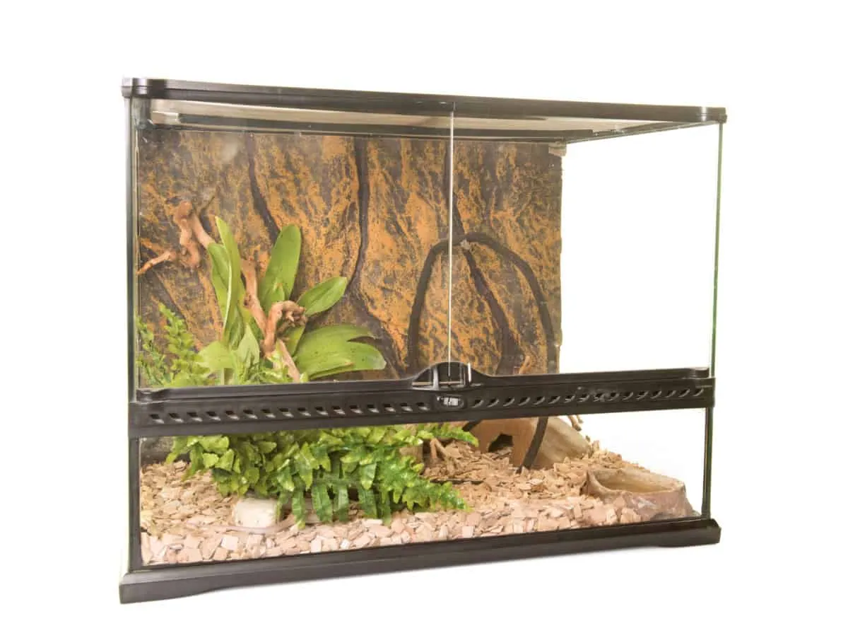 15081 tarantula substrate options
