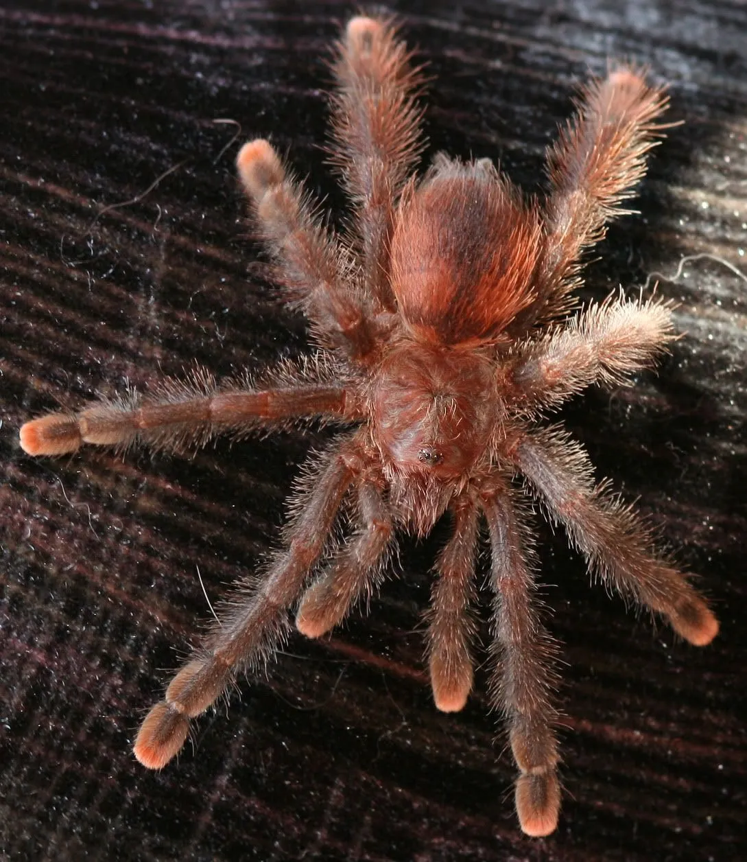 15083 pink toe tarantula feeding