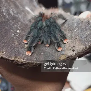 /img/15083-pink-toe-tarantula-humidity.webp