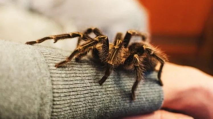 /img/15084-pmet-tarantula-illness.webp