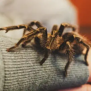 /img/15084-pmet-tarantula-illness.webp