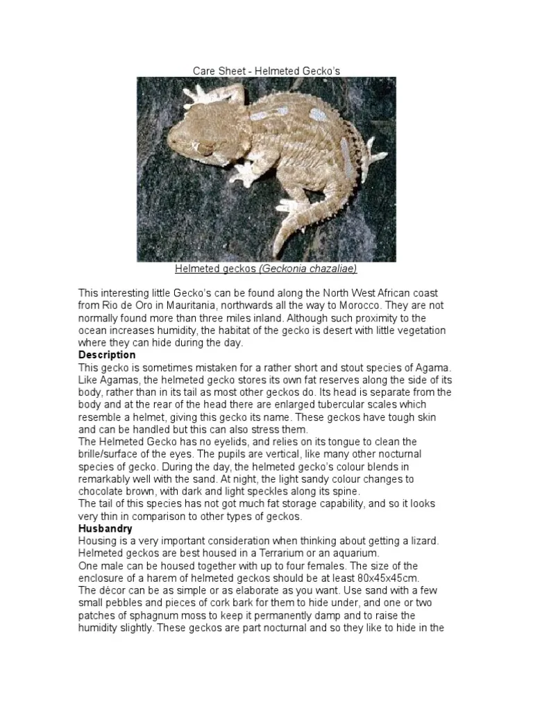 15084 tarantula feeding