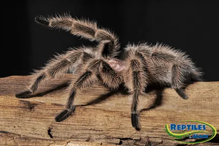 15084 tarantula handling