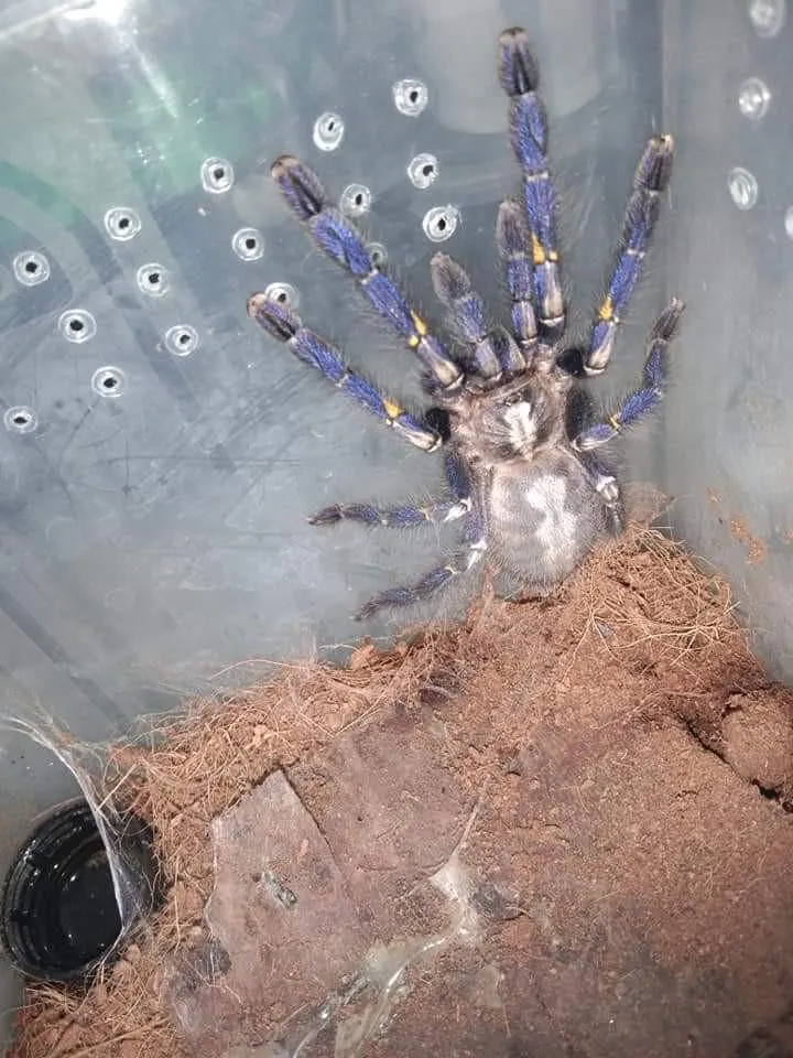 15084 tarantula molting