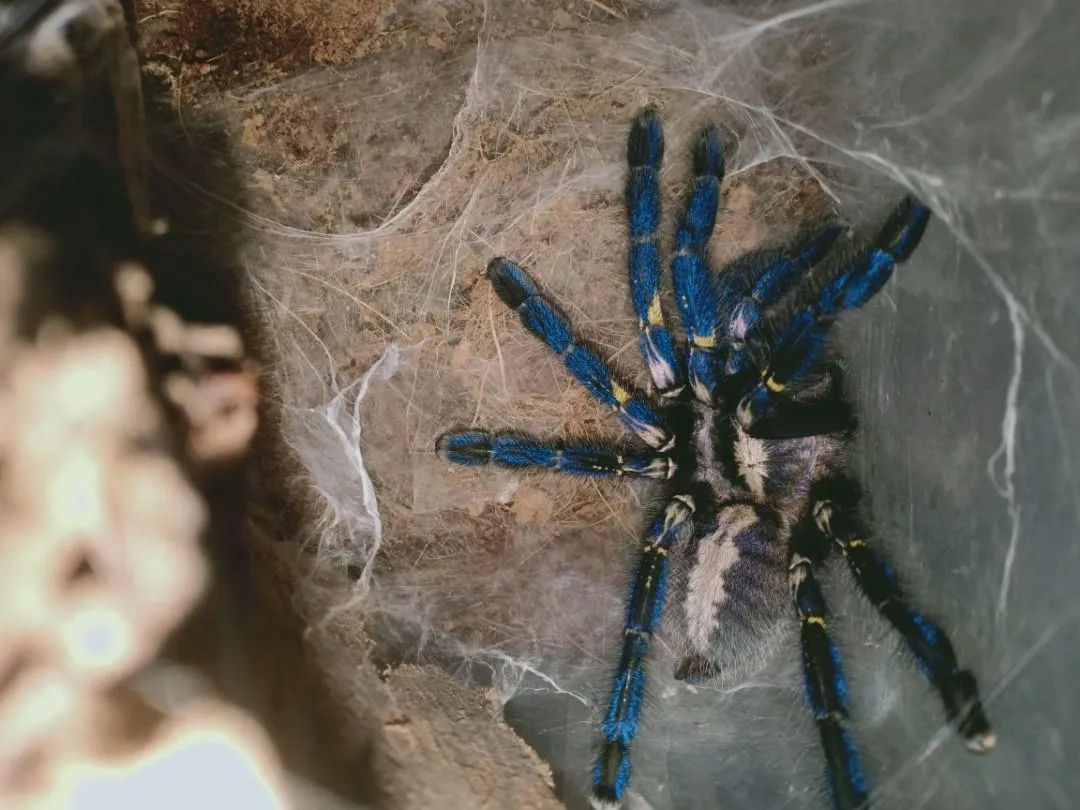 15084 tarantula water