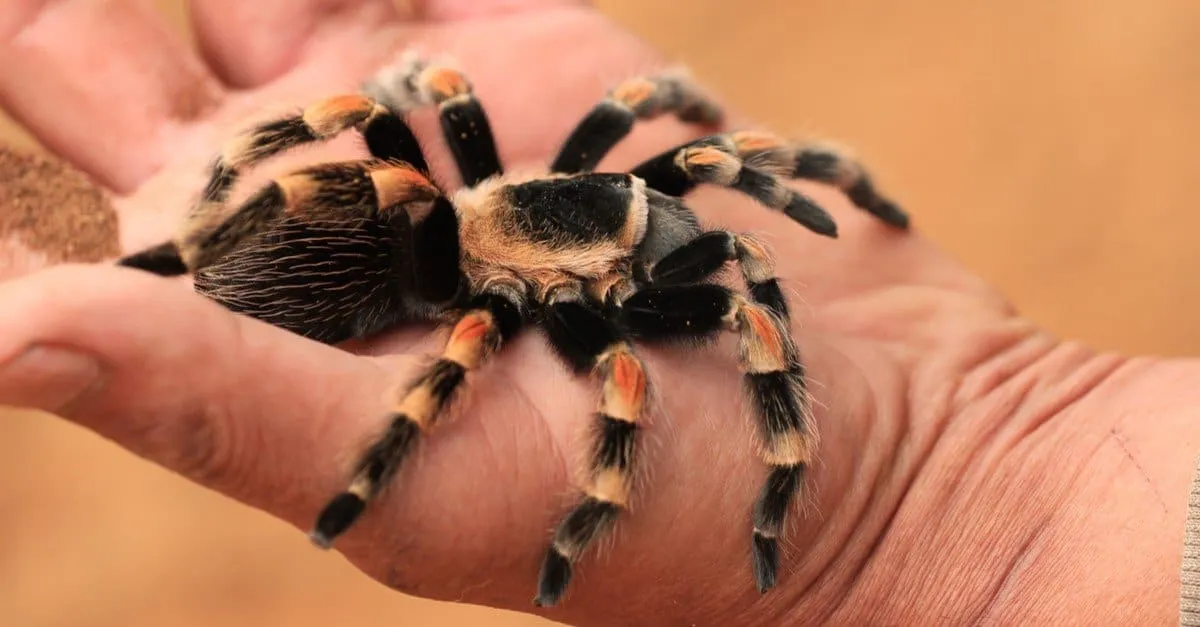 /img/15085-red-knee-tarantula-decor.webp