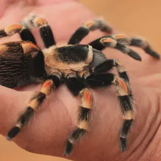 /img/15085-red-knee-tarantula-decor.webp